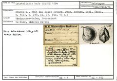 Karteikarte zum Holotyp von Cristellaria bufo Stache, 1864